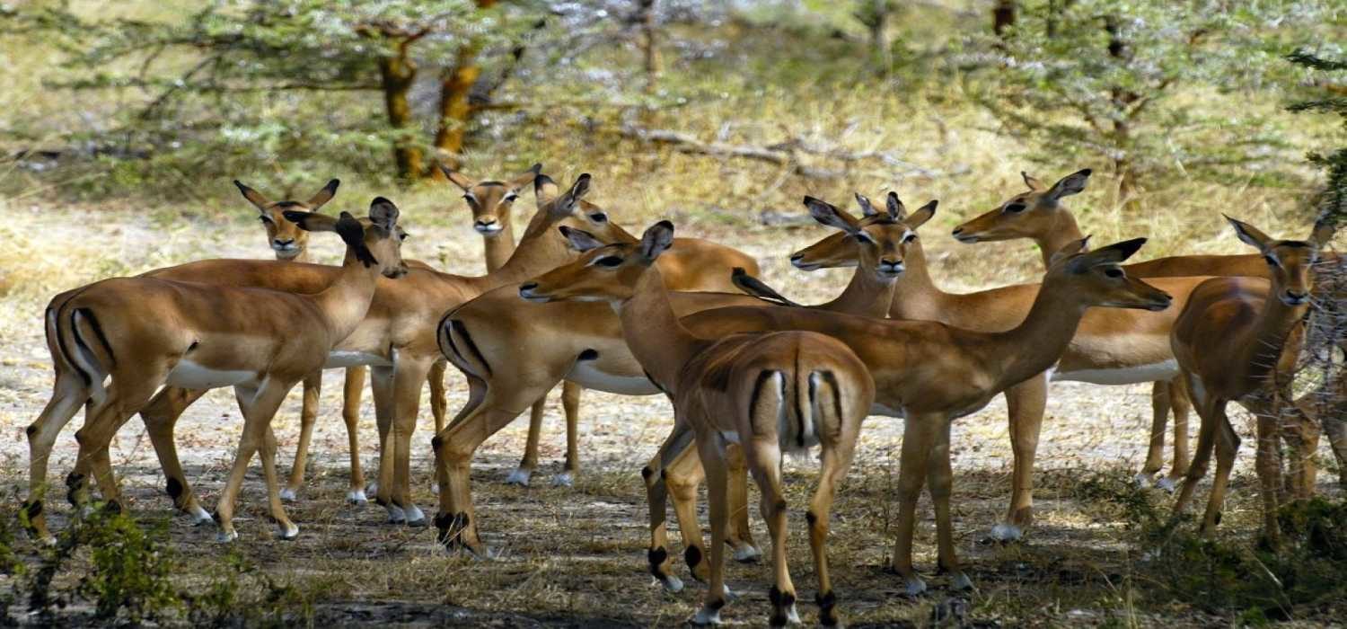 Tanzania Wildlife