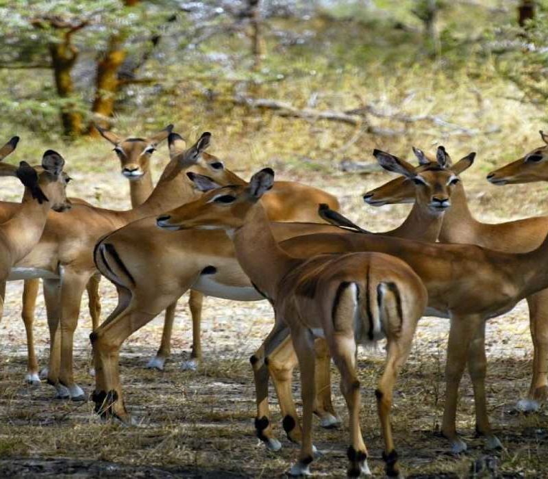 Tanzania Wildlife