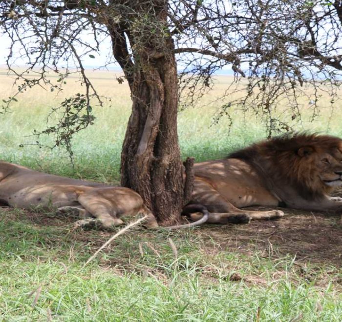 Tanzania Wildlife