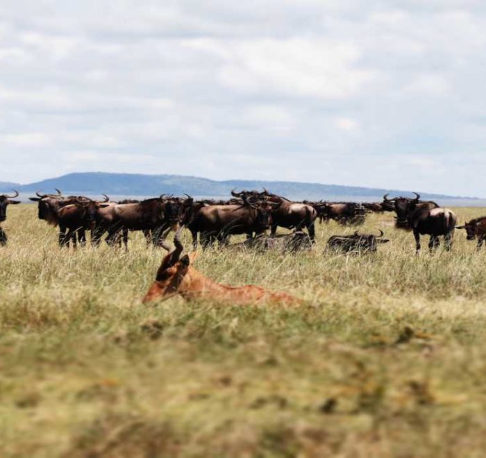 Safari Tours