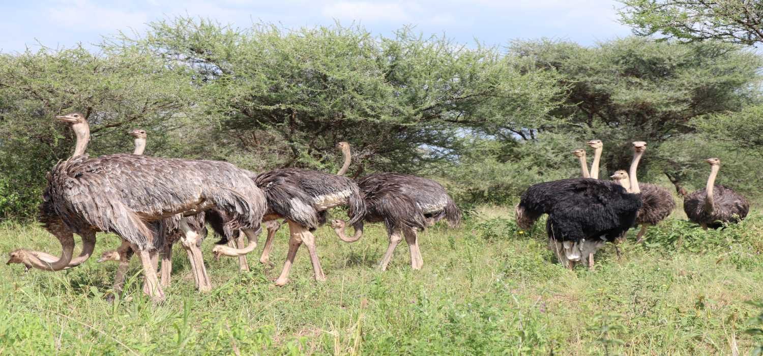 Tanzania Wildlife