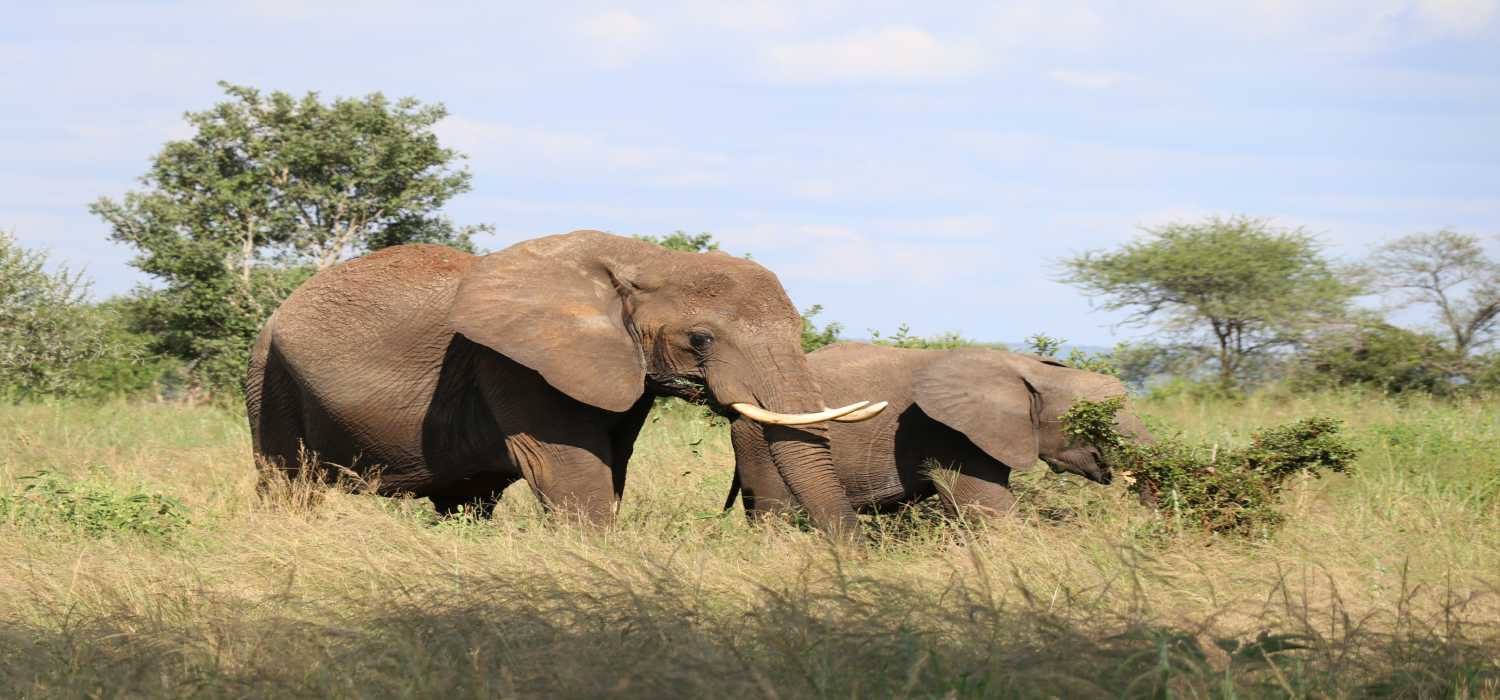 Tanzania Wildlife