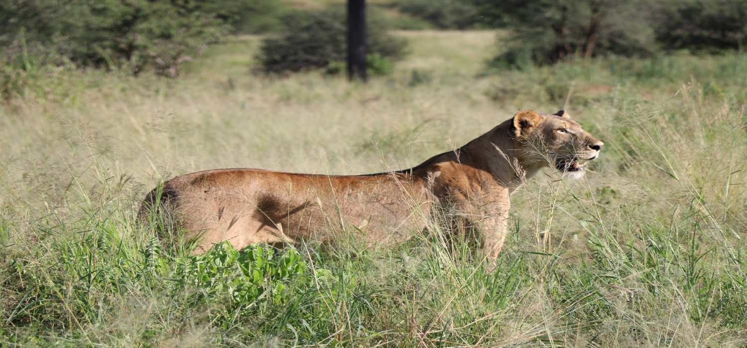 Tanzania Wildlife