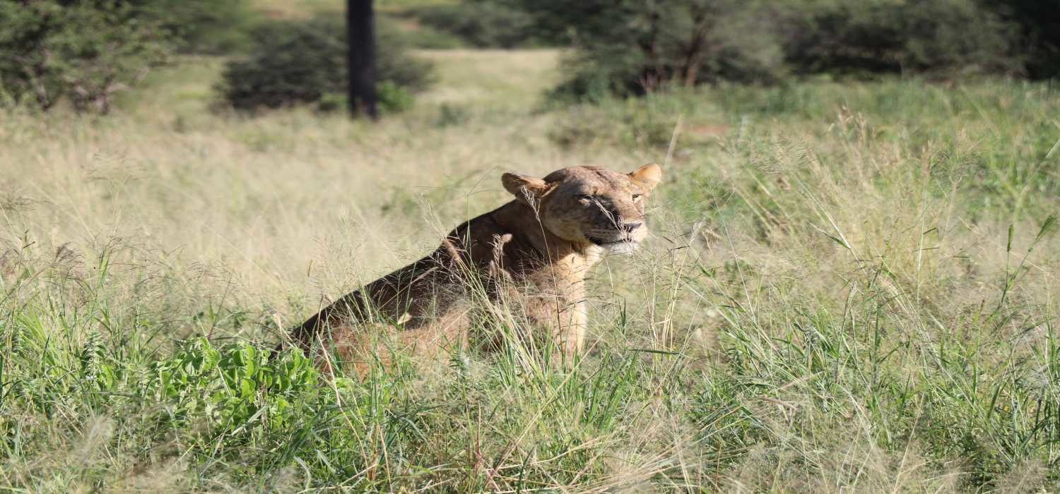 Tanzania Wildlife