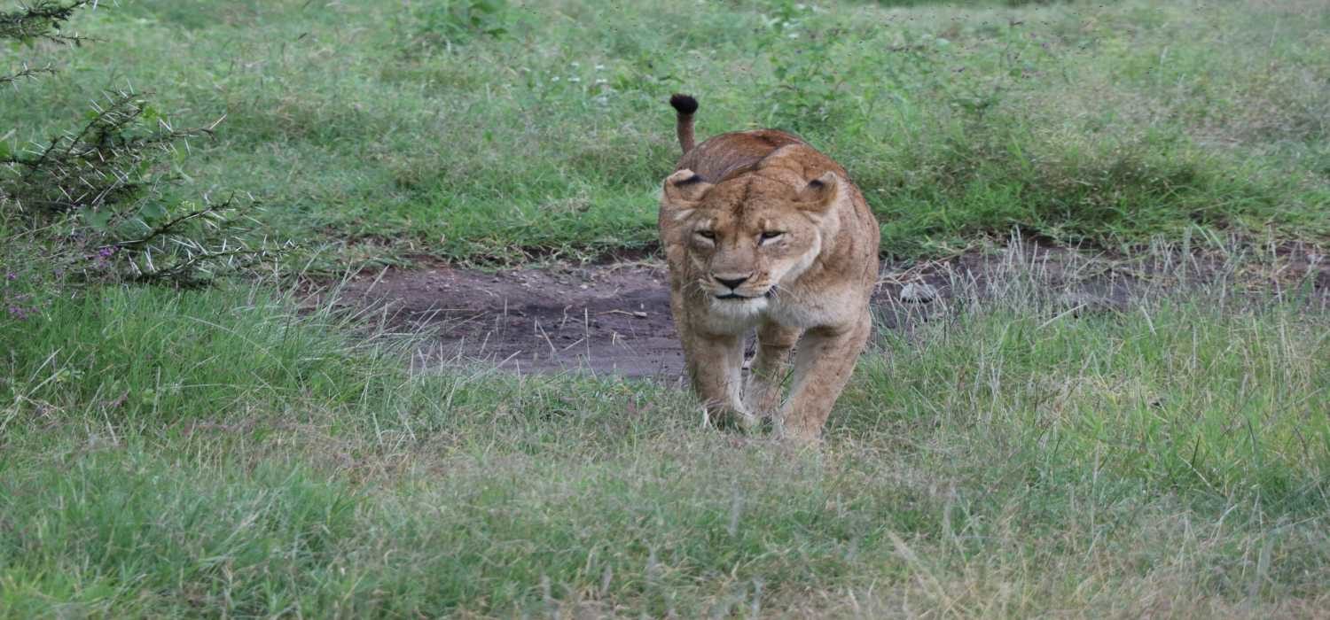 Tanzania Wildlife