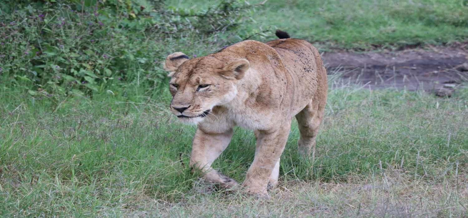 Tanzania Wildlife