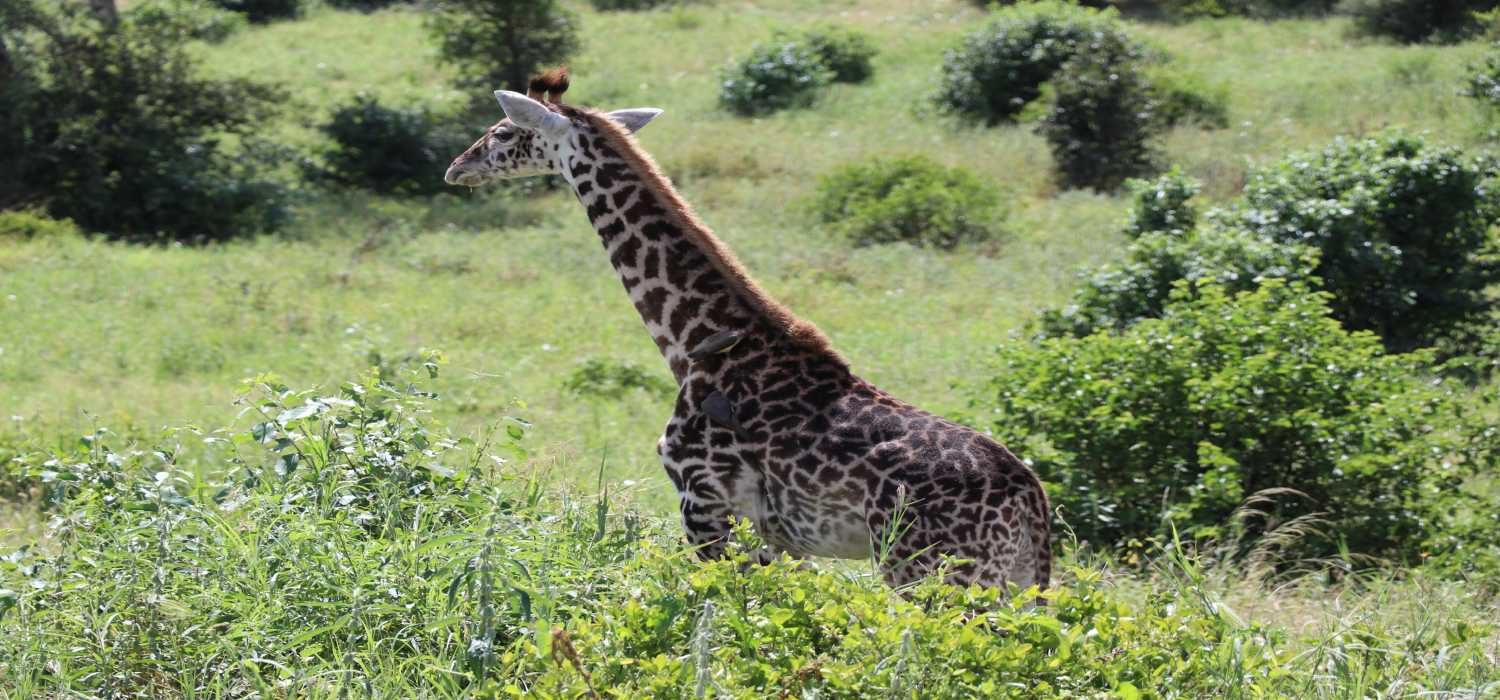 Giraffe