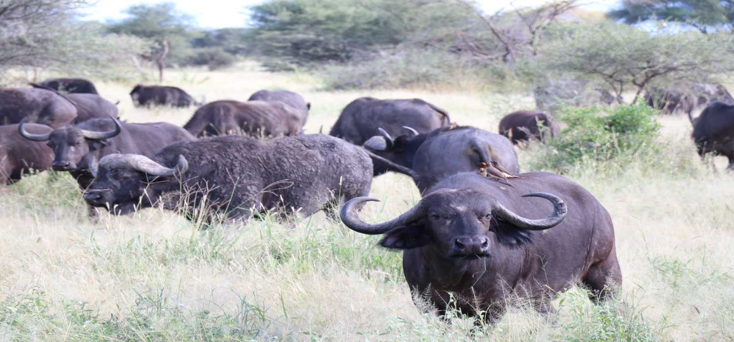 Safari Tours
