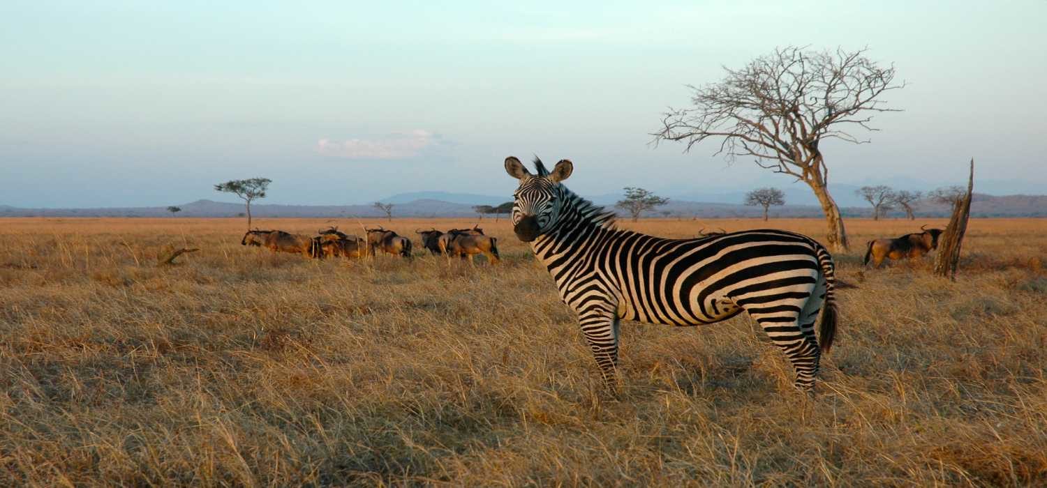 Mikumi National Park