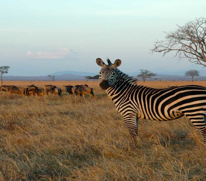 Mikumi National Park