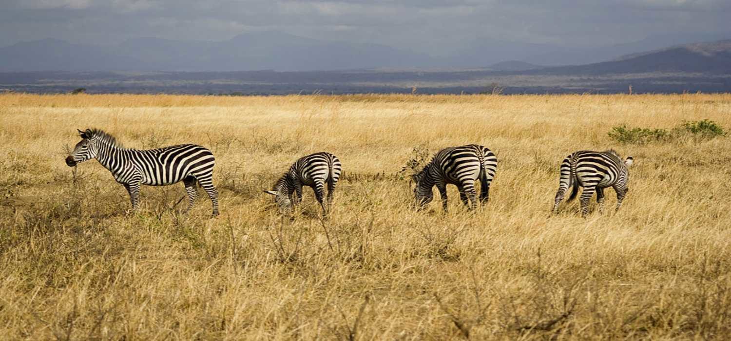 Mikumi National Park