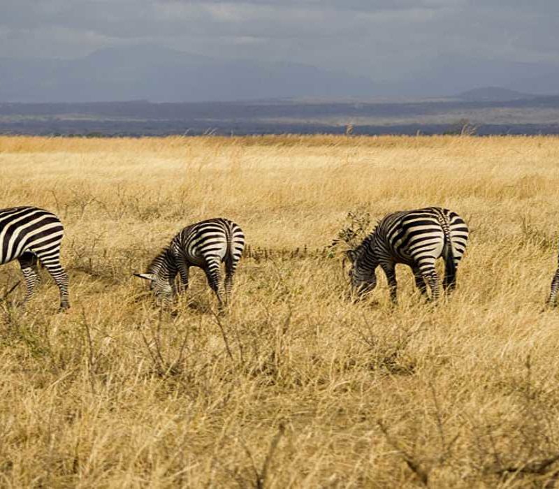 Mikumi National Park