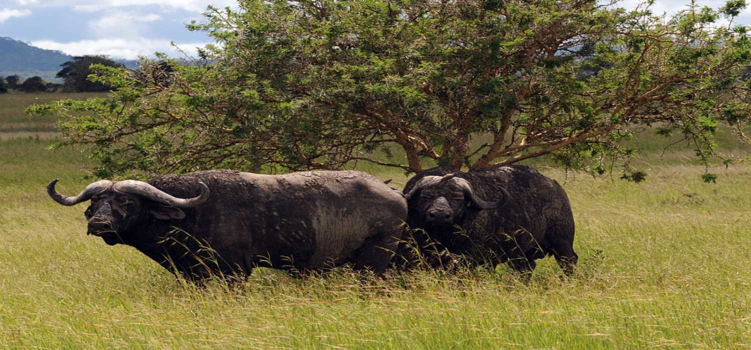 Mikumi National Park