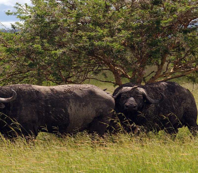 Mikumi National Park