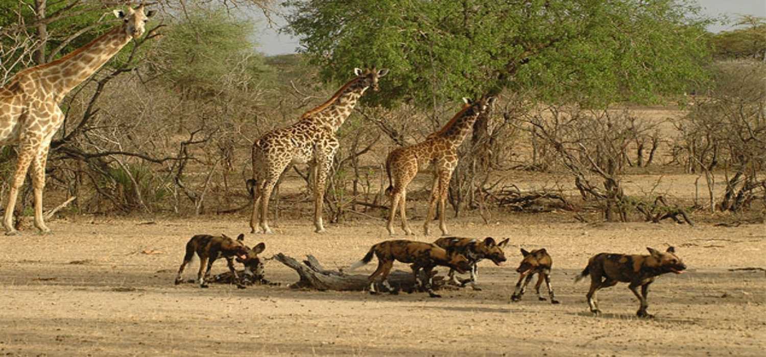 Selous Game Reserve