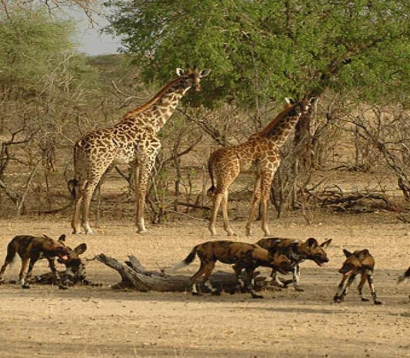 Selous Game Reserve