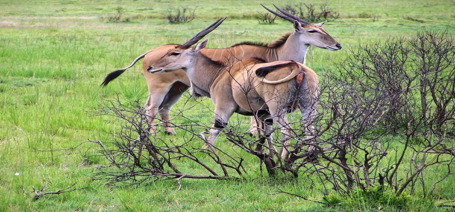 Selous Game Reserve Nature