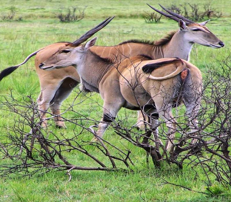 Selous Game Reserve Nature