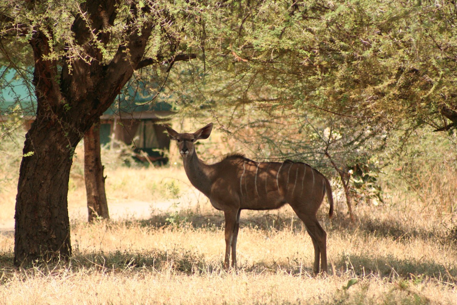 2 Animals in camp 8